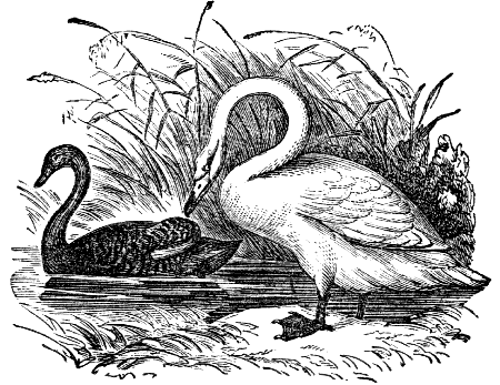 black swan & tundra swan