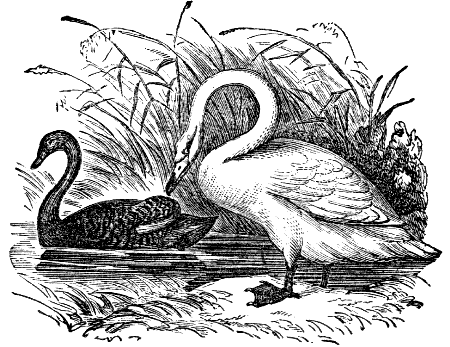 black swan & tundra swan