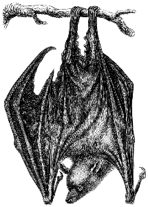 flying fox or fruit bat