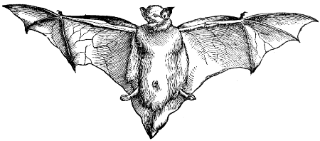 pipistrelle
