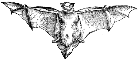 pipistrelle