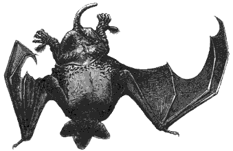 naked bat