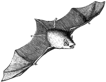 pipistrelle