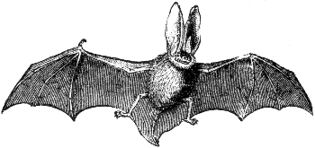 long-eared bat