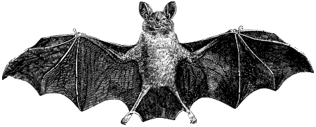 spear-nosed bat