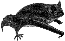 pipistrelle