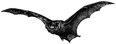 big brown bat