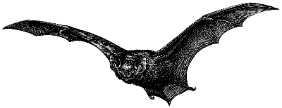 big brown bat