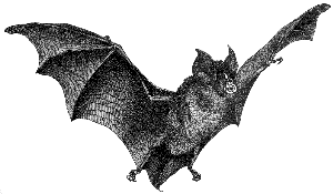 spear-nosed bat