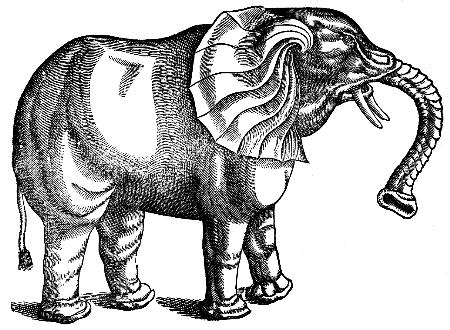 African elephant