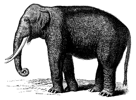 Indian elephant