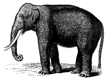 Indian elephant