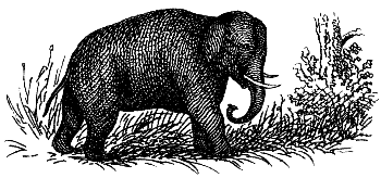 Indian elephant