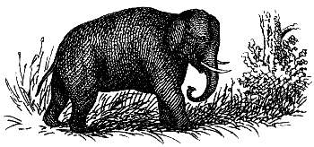 Indian elephant