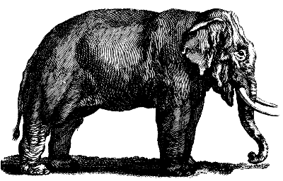 Indian elephant