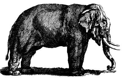 Indian elephant