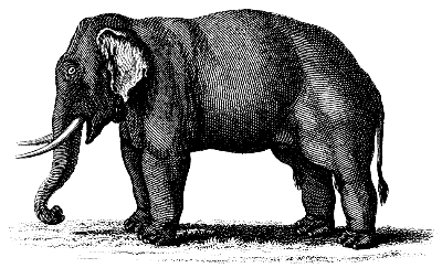 Indian elephant