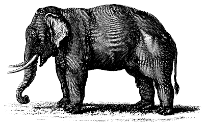 Indian elephant