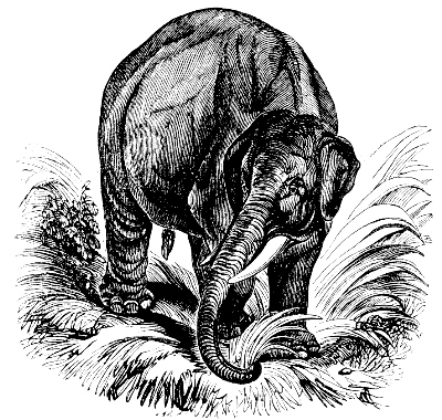 Indian elephant