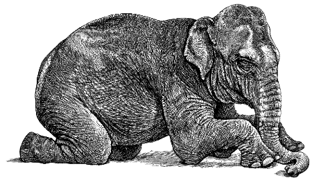 Indian elephant