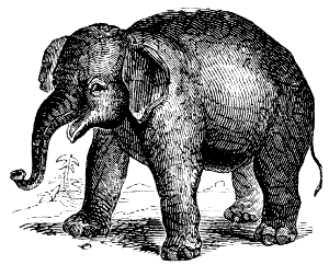 Indian elephant