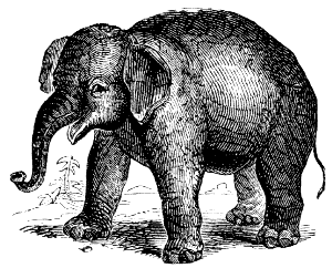 Indian elephant