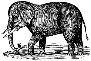 Indian elephant