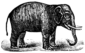 Indian elephant