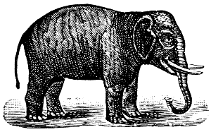 Indian elephant