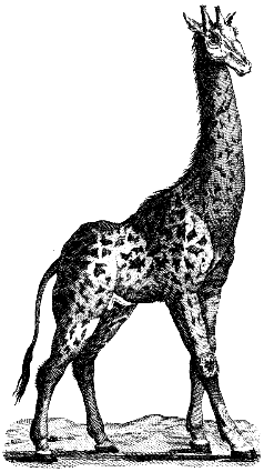 giraffe