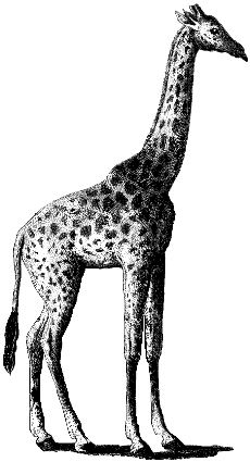 giraffe