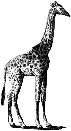 giraffe