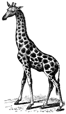 giraffe