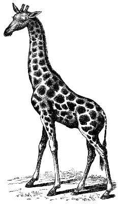 giraffe