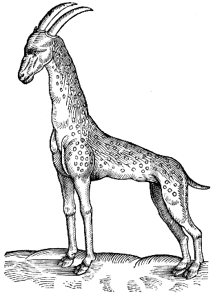 giraffe
