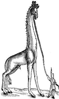 giraffe