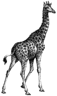 giraffe