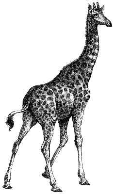 giraffe