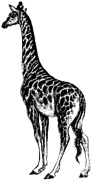 giraffe