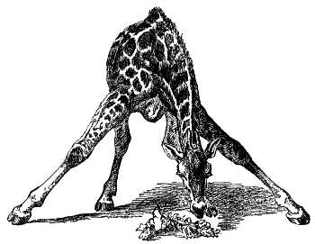 giraffe