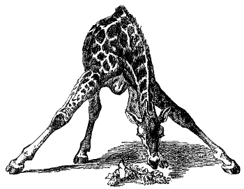 giraffe