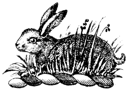 rabbit