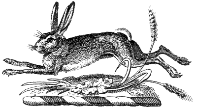 hare
