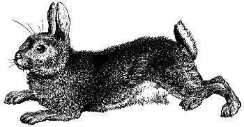 cottontail rabbit