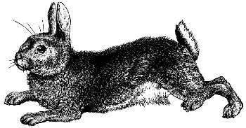 cottontail rabbit