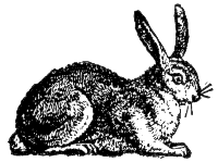 hare