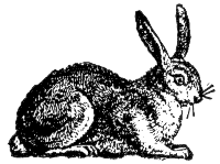 hare