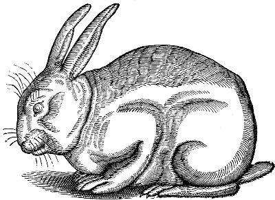 rabbit