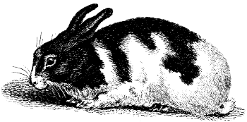 domestic rabbit