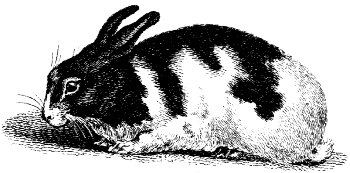 domestic rabbit